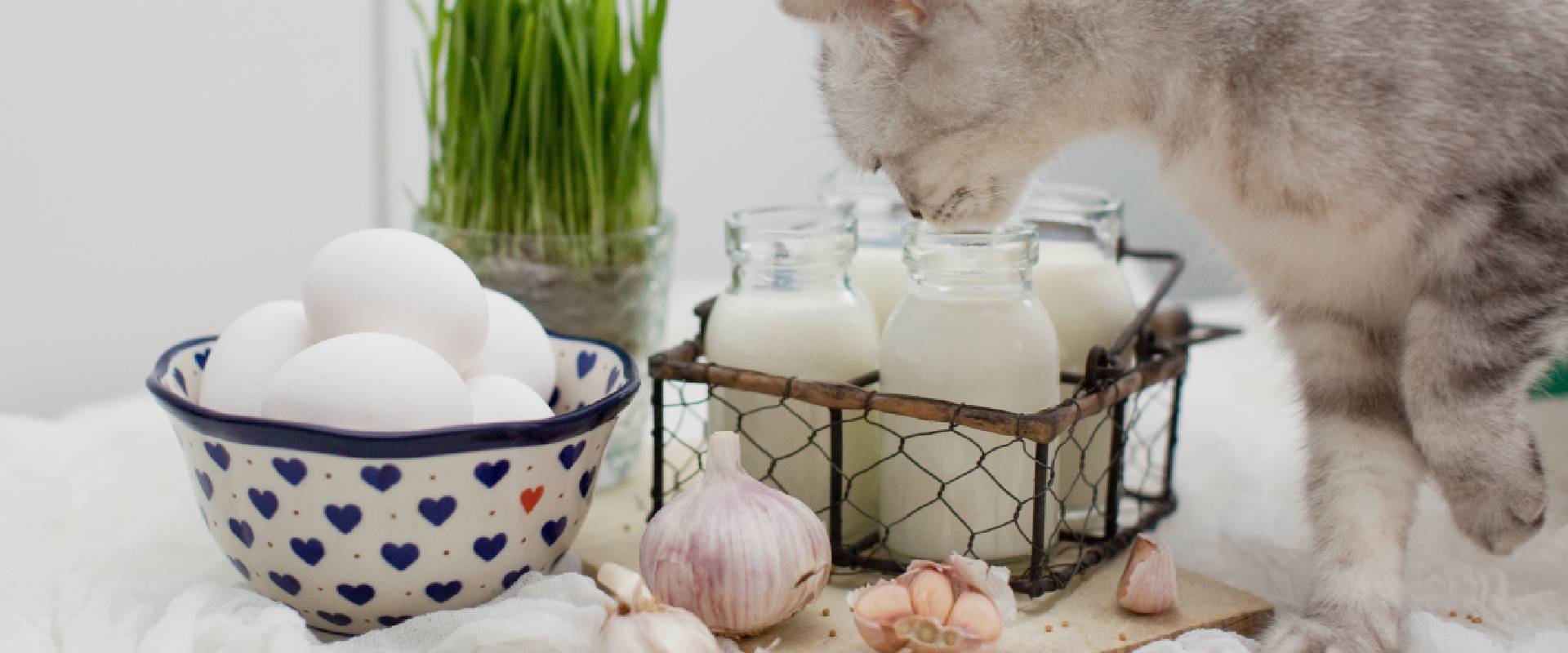 Will garlic outlet hurt cats